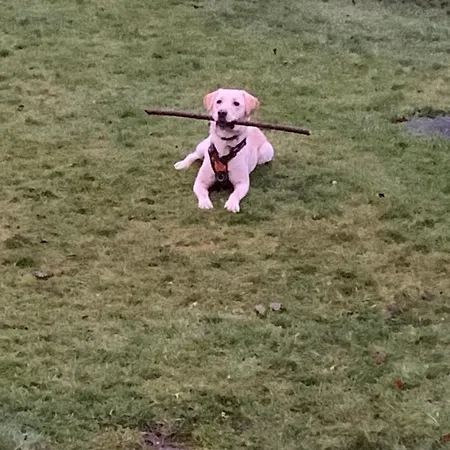 Hillgarth House * Kendal